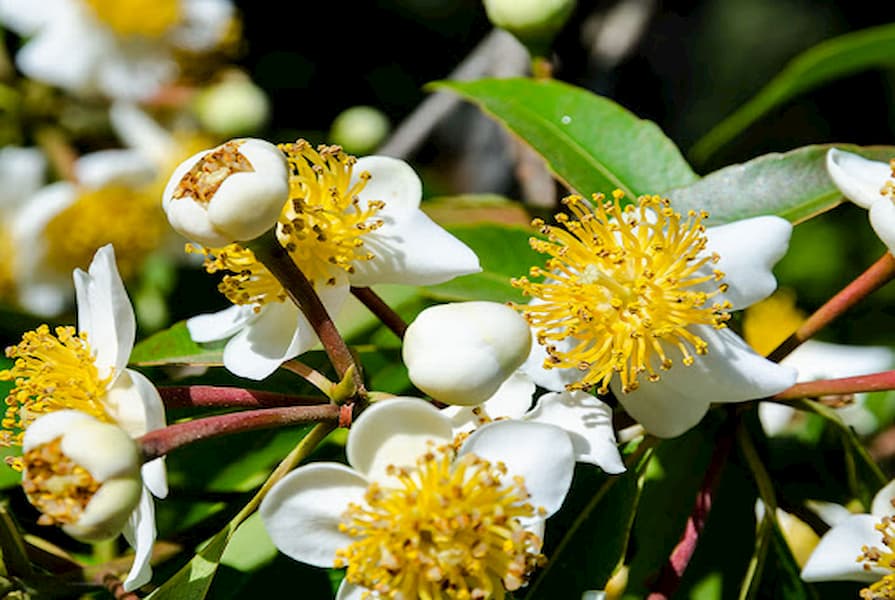 Aceite de tamanú