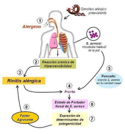 estafilococos