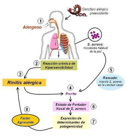 estafilococos