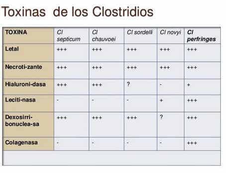 toxinas closridios