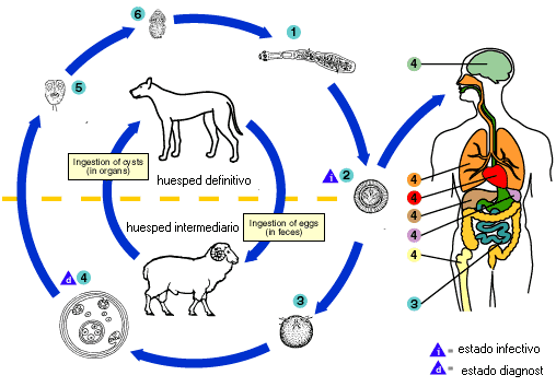 Yersinia enterocolitica