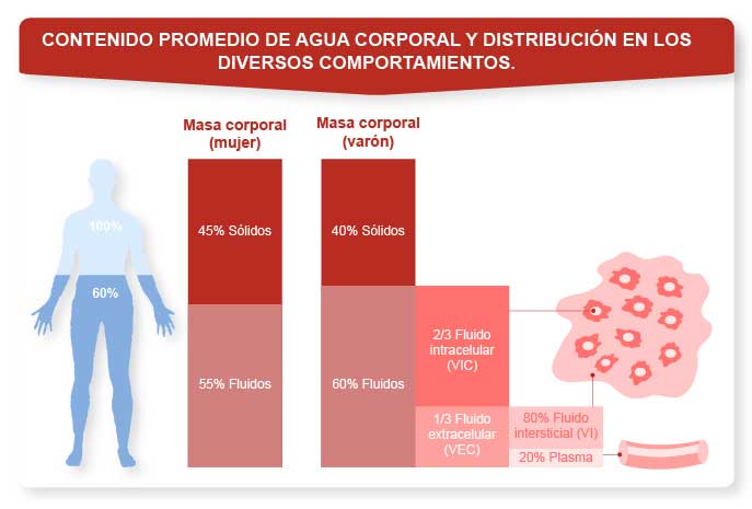 contenido de agua en el organismo