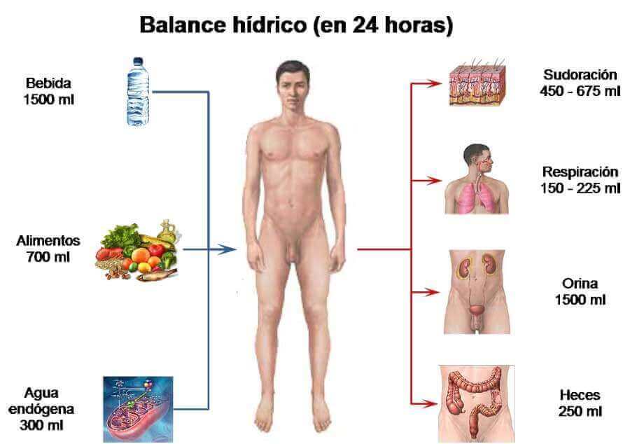 balance_hidrico en 24 horas