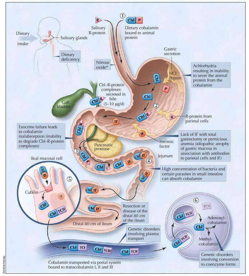 B12-digestion