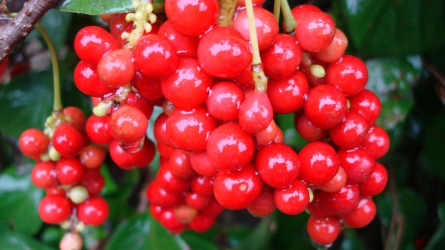 Schizandra Sinensis
