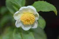 Camelia sinensis