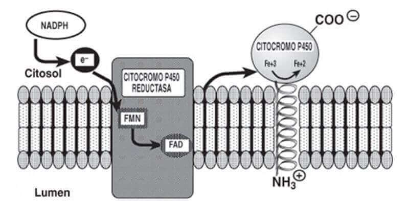 citocromo p-450