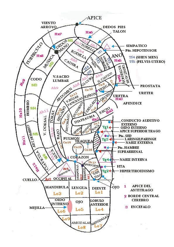 Cartografia-auriculoterapia