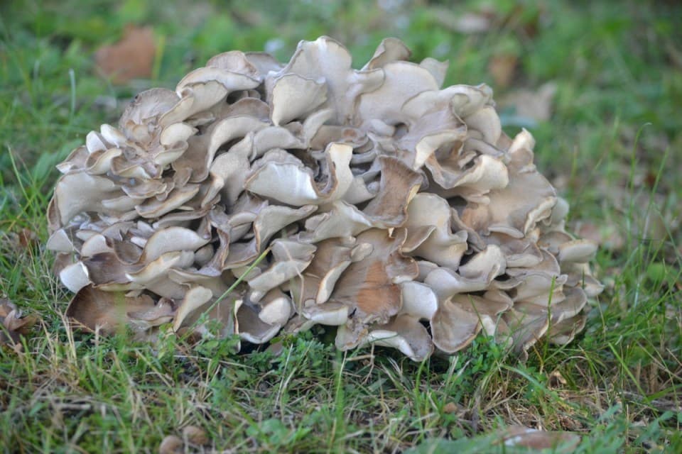 MAITAKE