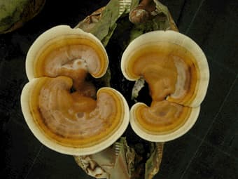 Ganoderma-tsugae