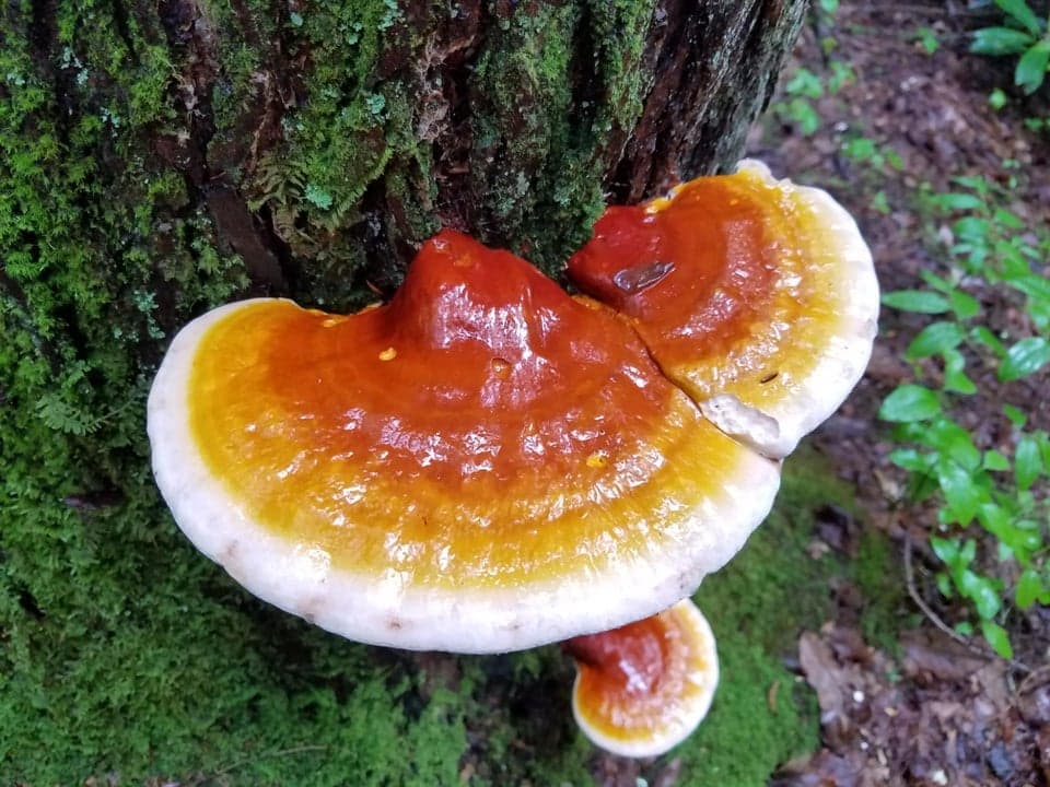 Ganoderma-tsugae