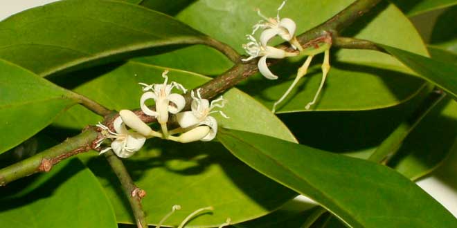 Muira Puama