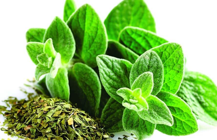 Oregano