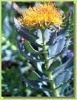 Rhodiola-Rosea