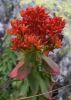 Rhodiola-Rosea-flor