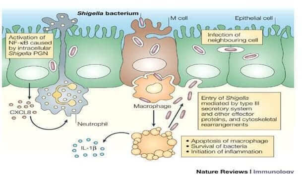 Shigelia-bacteria