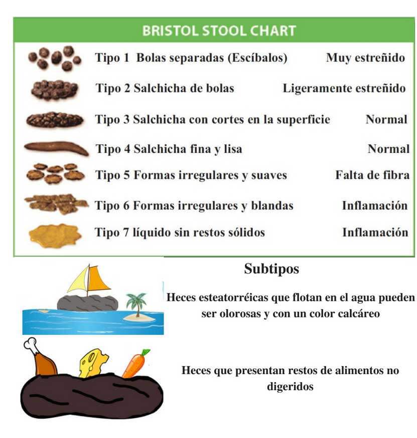 Subtipos de heces