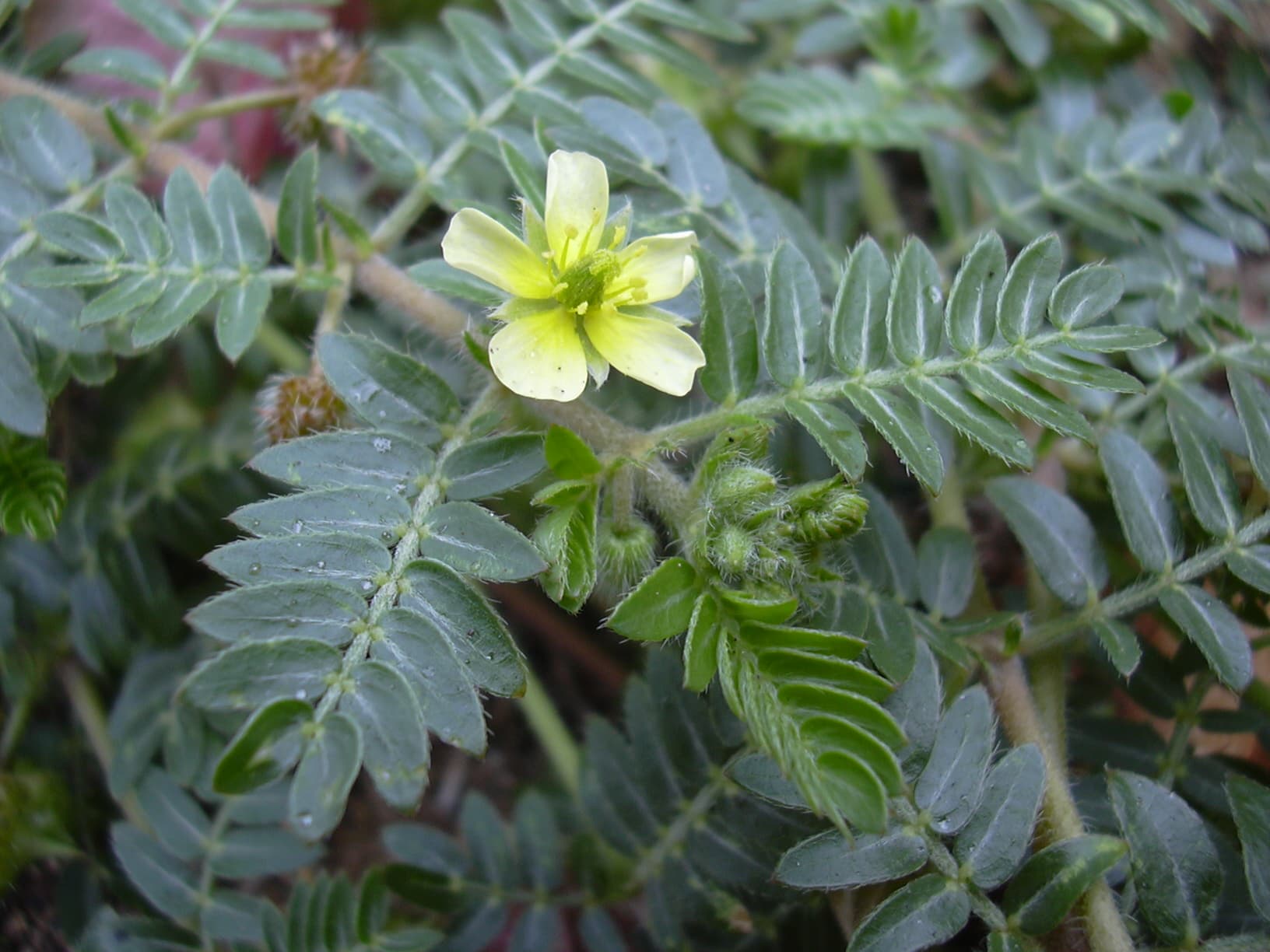 Tribulus_terrestris