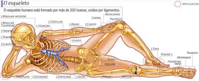 aparato articular
