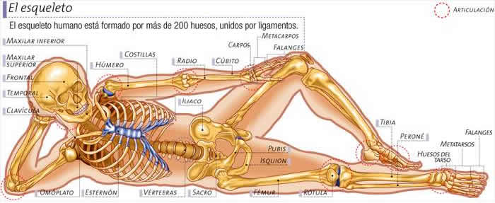 aparato articular