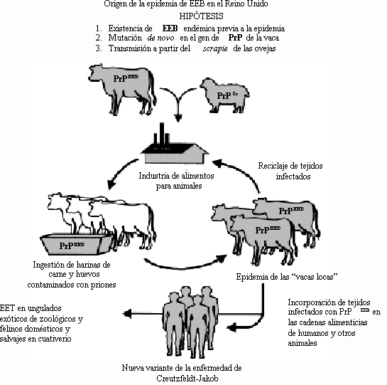 alimentos-contaminados-por-animales