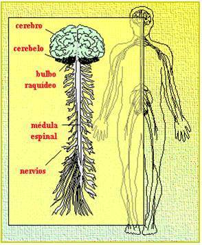 anatomia del sistema nervioso