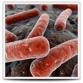 bacillus subtilus