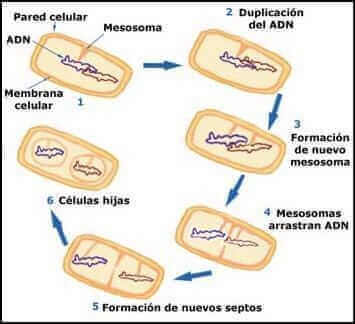 reproduccion bacteriana