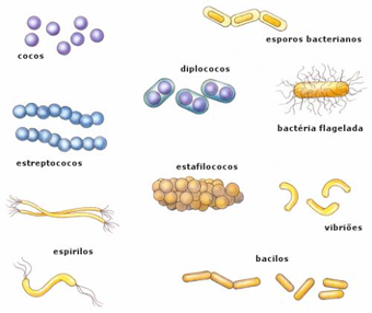 bacterias