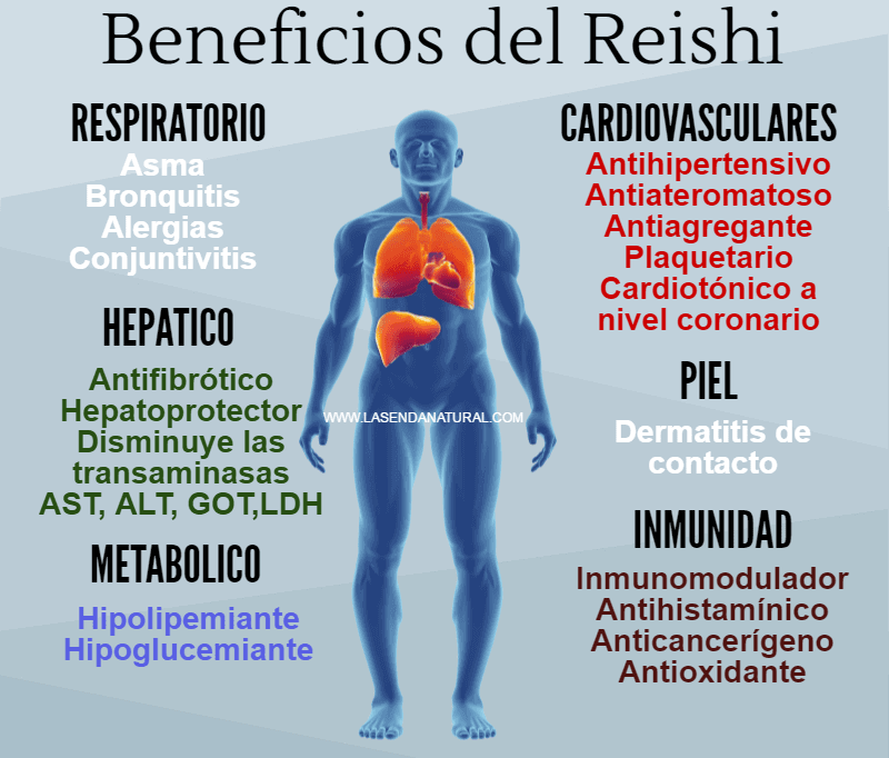 beneficios del reishi