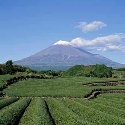 campos de camelia