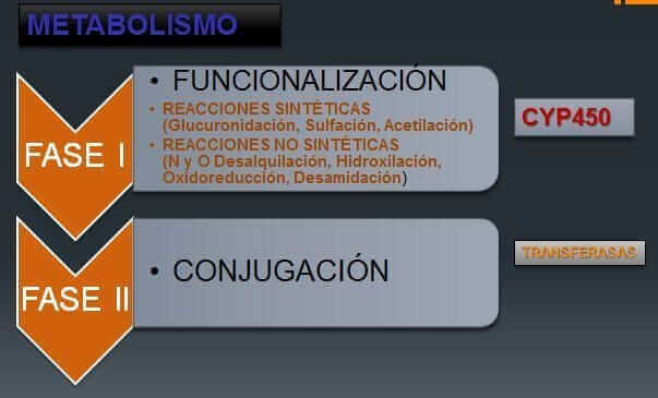 funciones de los citocromos