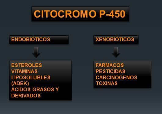 citocromoP450