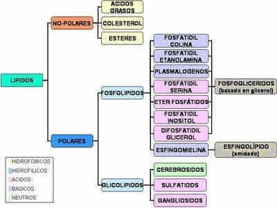 clasificacion lipidos