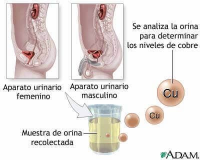 metabolismo del cobre