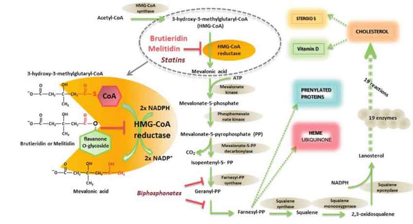 colesterol-elsevier