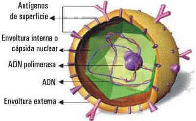 composicion de un virus