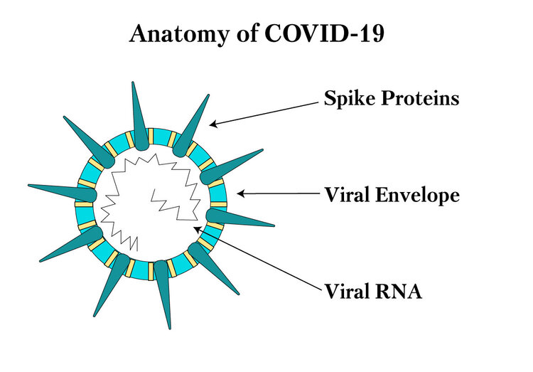 covid-19-anatomia