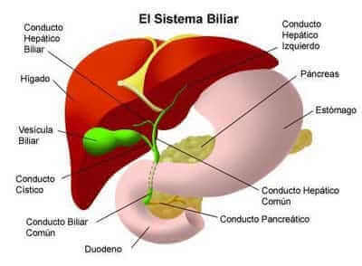 depurar higado