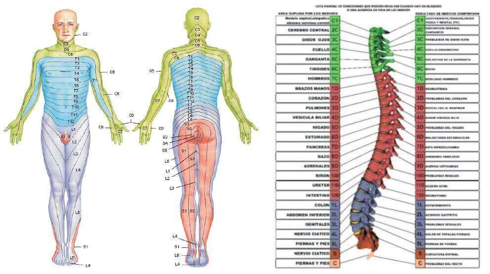 dermalgias y columna