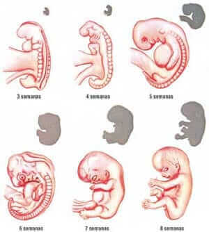 desarrollo embriologico