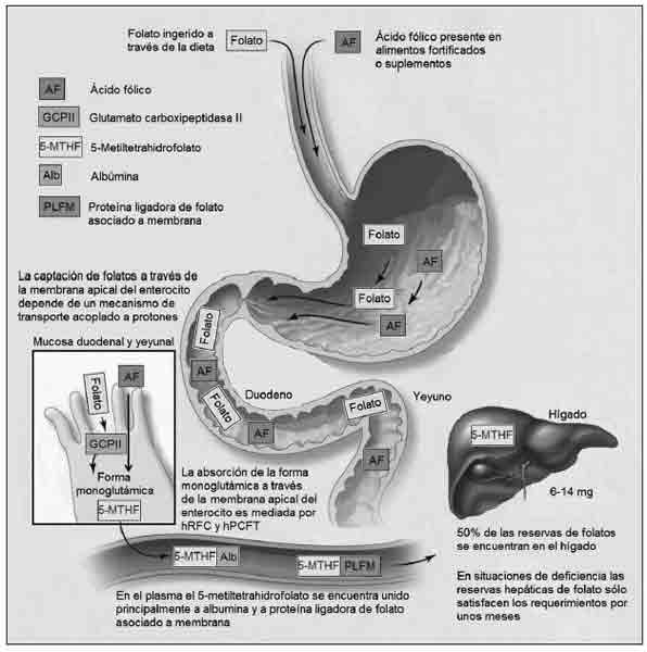 digestion-folato