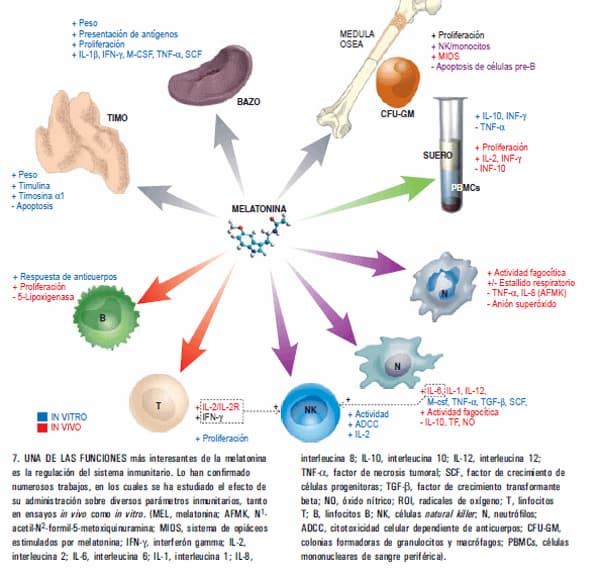 efectos de la melatonina