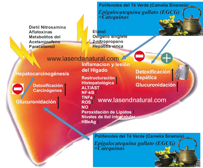 efectos del te en el higado
