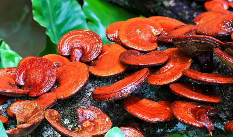 el hongo reishi