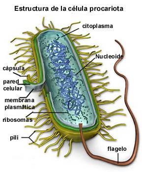 estructura bacteriana