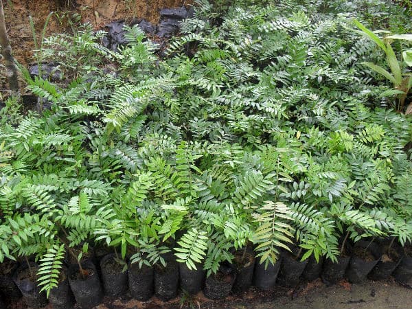 Eurycoma Longifolia