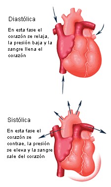 fases-cardíacas