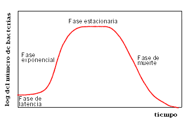 fases de crecimiento bacteriano