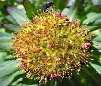 flor de la rodhiola